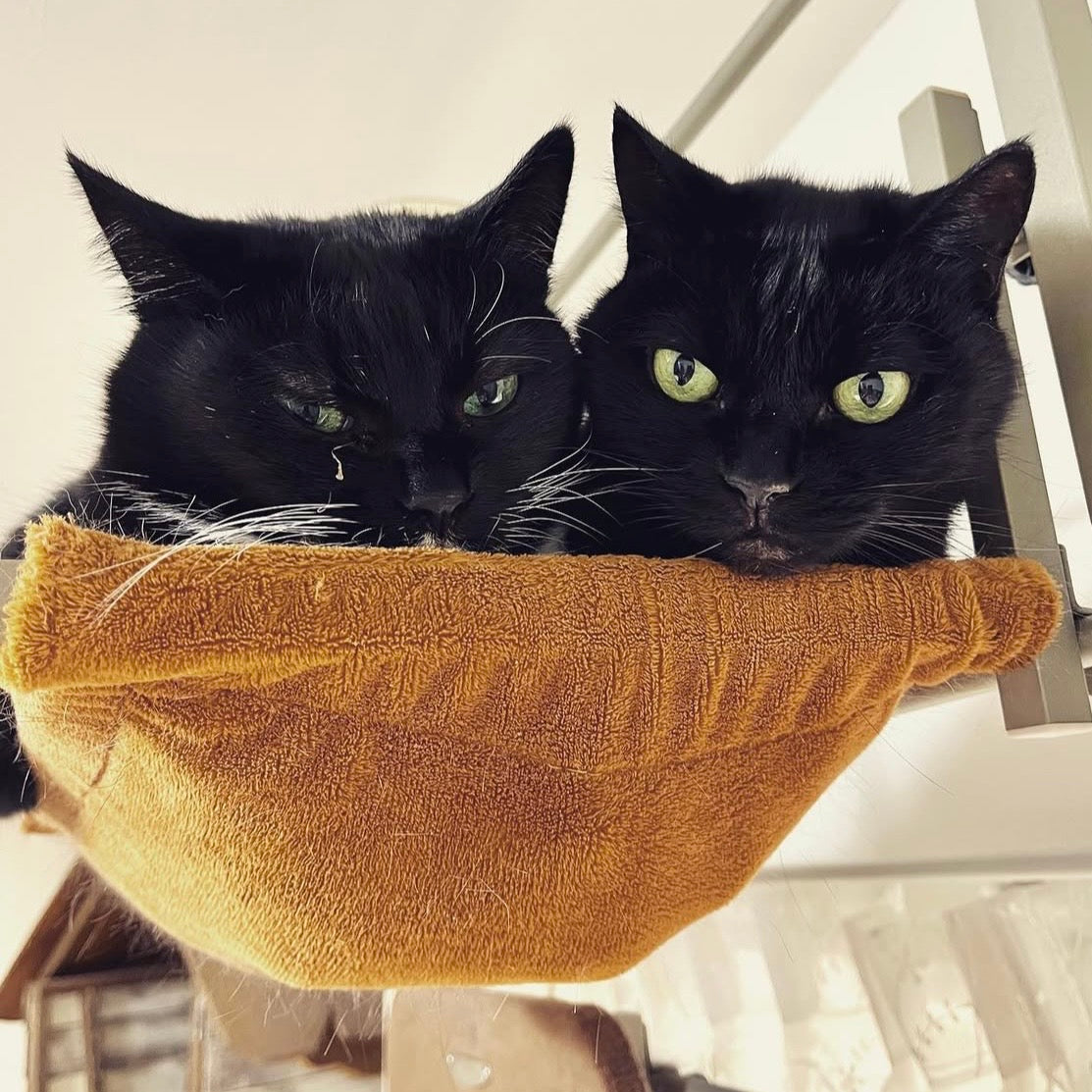 Cat T-Shirt | Kyoro & Peanuts, Hammock Sisters