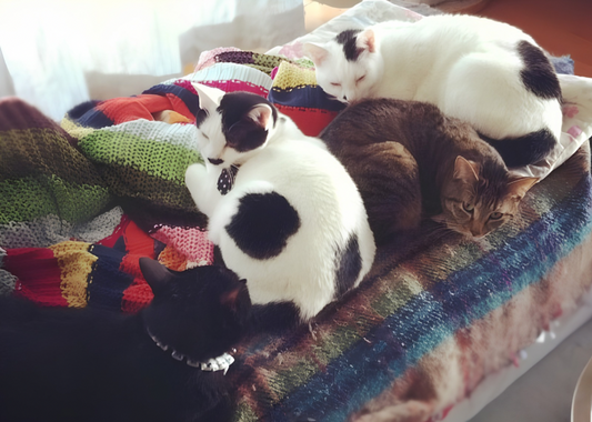 【エッセイ】猫飼いさんお悩み講座・第一回「猫のげこり」