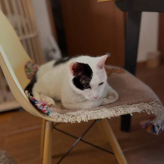 【エッセイ】猫飼いさんお悩み講座・第三回「キーボード踏み」