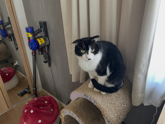【エッセイ】猫飼いさんお悩み講座・第二回「カーテン登り」