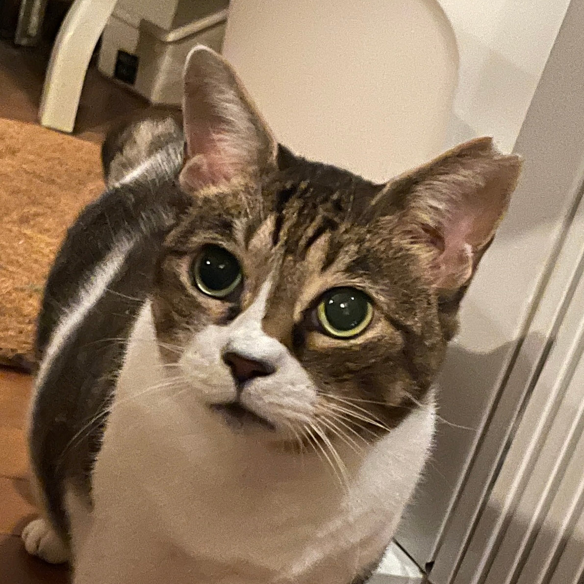ベニ子